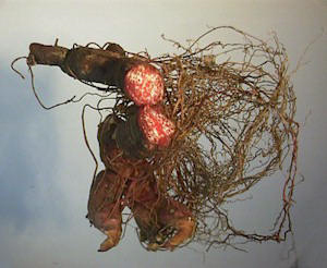 Bloodroot for Mole Removal Bloodroot for Mole Removal